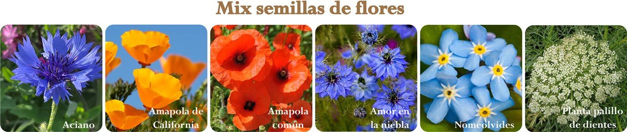 Bombas de semillas de flores - primavera/verano - MINI MUNDO